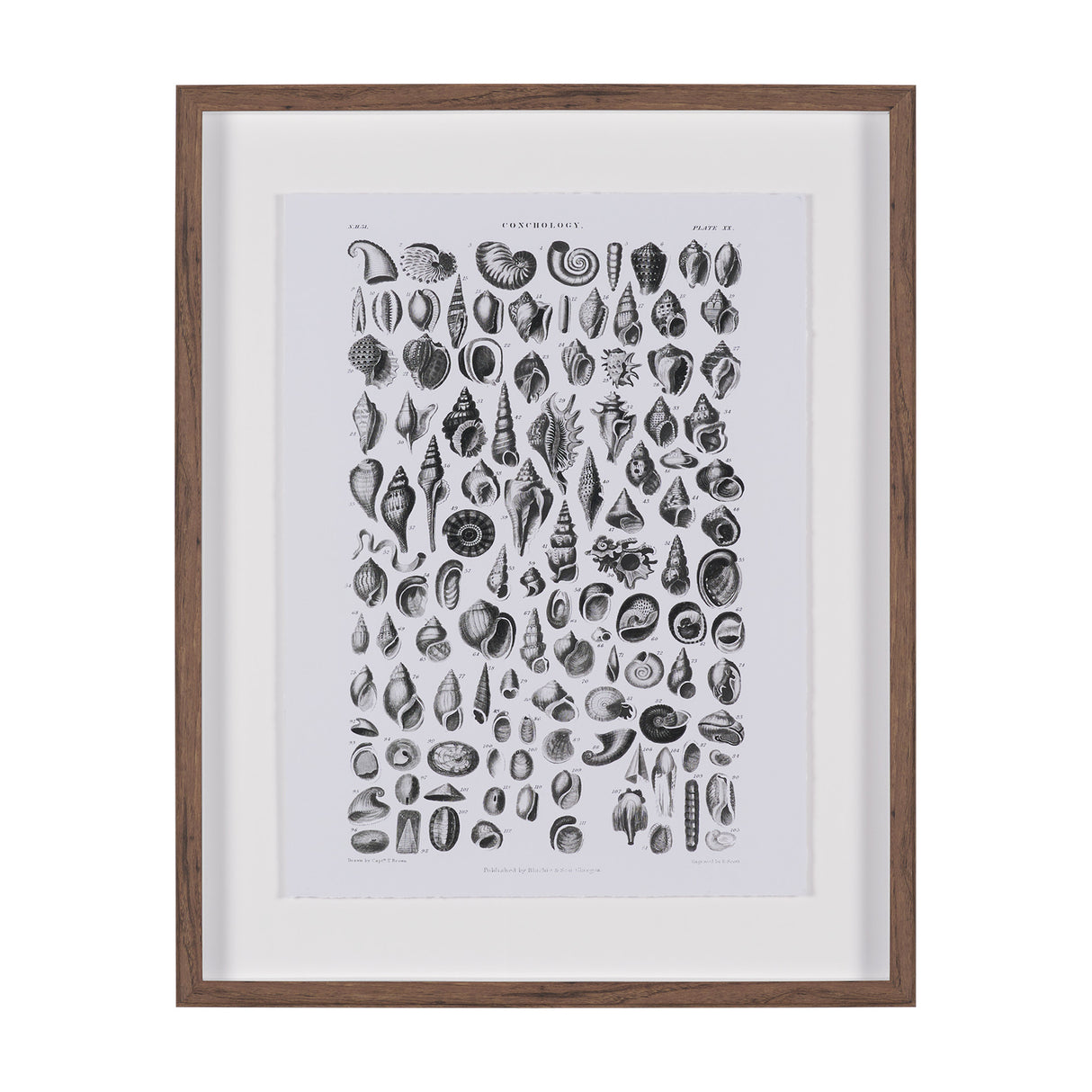 Sealife III by Oliver Goldsmith a Hand Embellished Framed Art Print Matted under Glass from Mercana - Luna Furniture