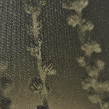 Hanging Delight by Michael Banks a Hand Embellished Framed Photo Art Print Matted under Glass from Mercana - Luna Furniture