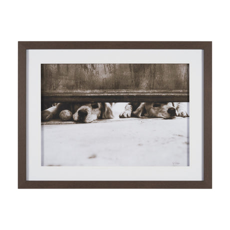 We See You Dogs by Jim Dratfield Framed Photo Print under Glass from Mercana - Luna Furniture