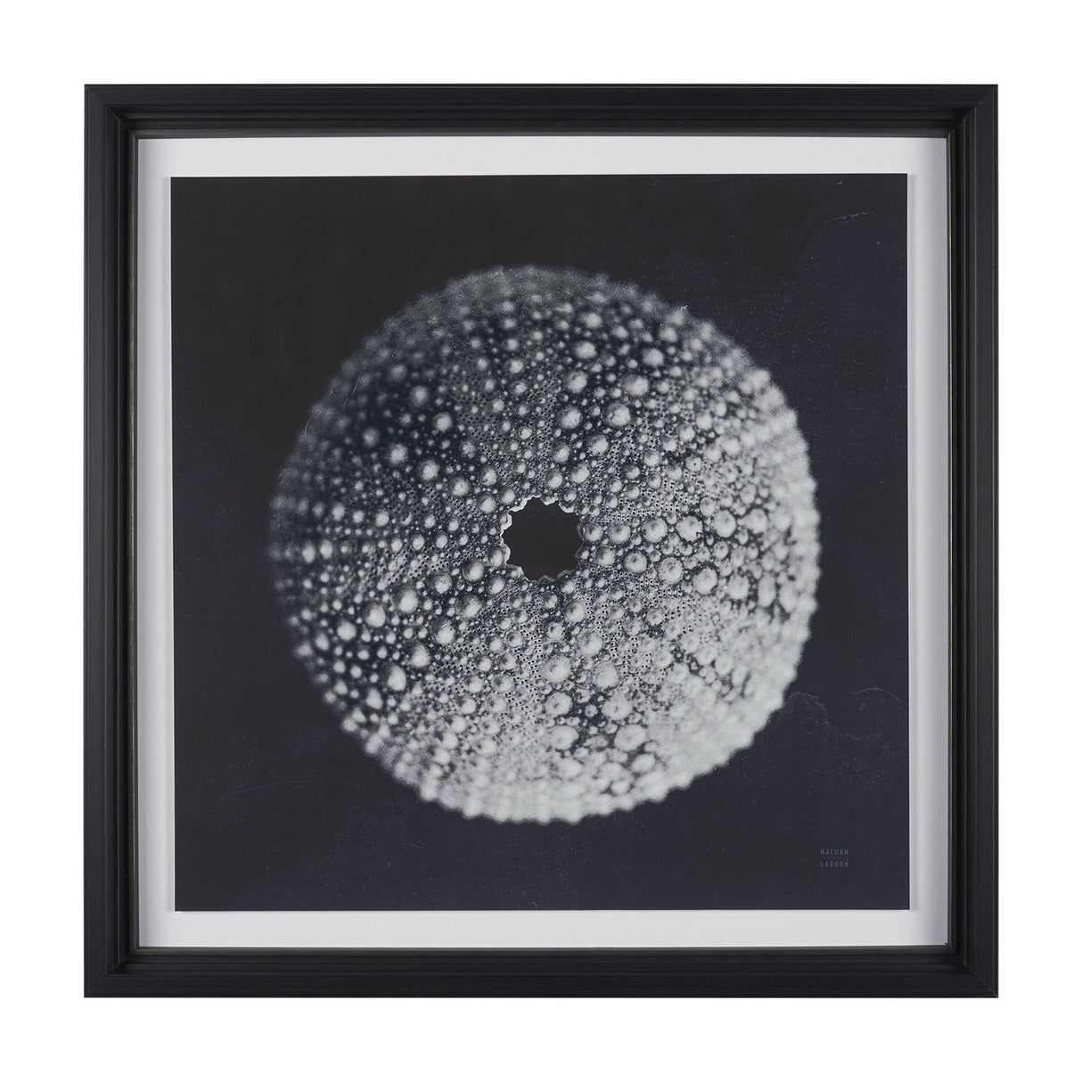 Urchin Still Life I by Nathan Larson a Hand Embellished Framed Photo Art Print Matted under Glass from Mercana - Luna Furniture