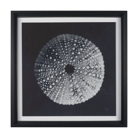 Urchin Still Life I by Nathan Larson a Hand Embellished Framed Photo Art Print Matted under Glass from Mercana - Luna Furniture