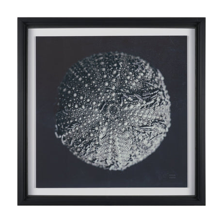 Urchin Still Life II by Nathan Larson a Hand Embellished Framed Photo Art Print Matted under Glass from Mercana - Luna Furniture