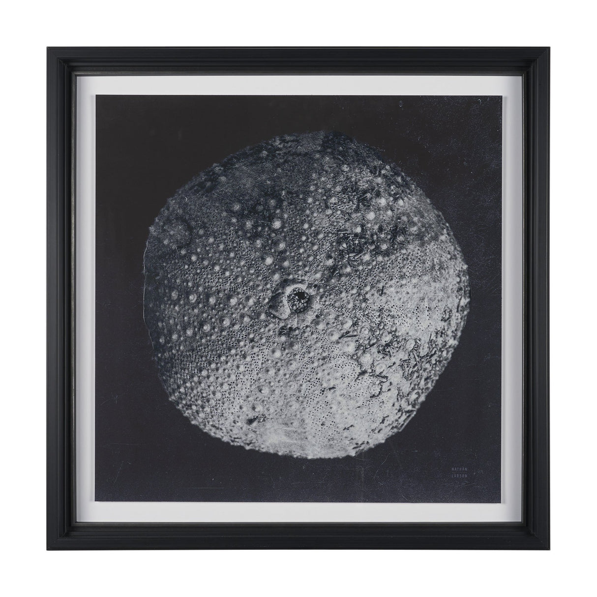 Urchin Still Life III by Nathan Larson a Hand Embellished Framed Photo Art Print Matted under Glass from Mercana - Luna Furniture