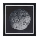 Urchin Still Life III by Nathan Larson a Hand Embellished Framed Photo Art Print Matted under Glass from Mercana - Luna Furniture