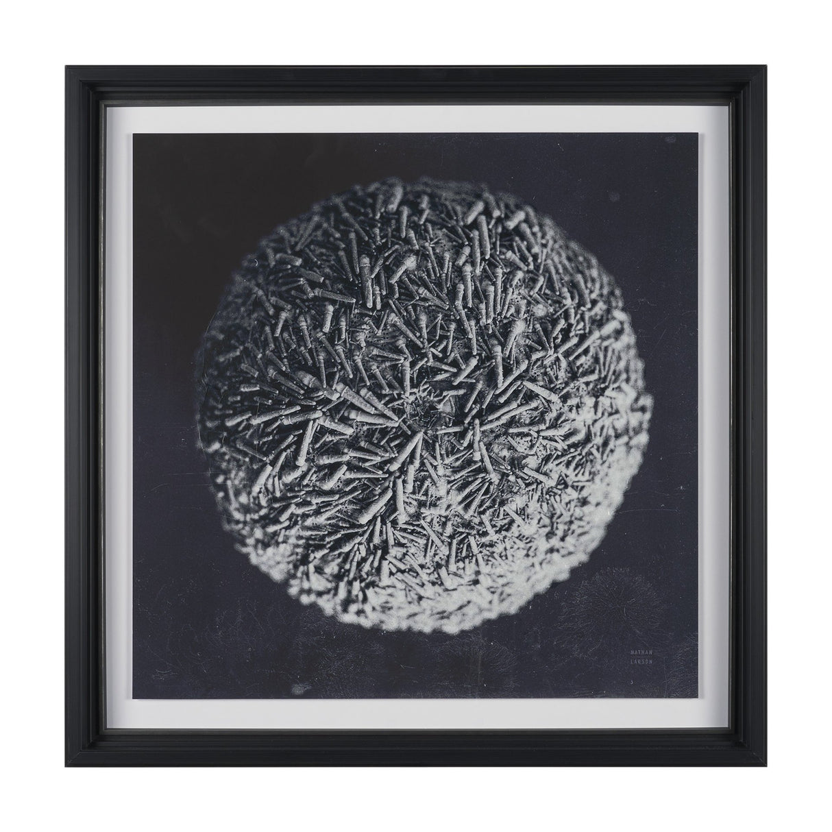 Urchin Still Life IV by Nathan Larson a Hand Embellished Framed Photo Art Print Matted under Glass from Mercana - Luna Furniture