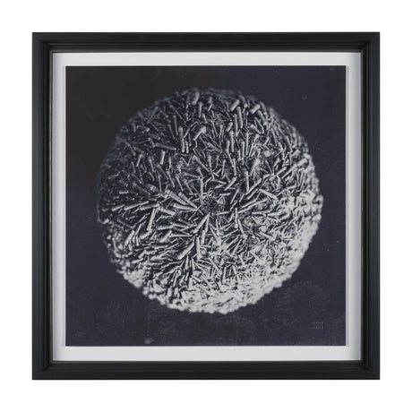 Urchin Still Life IV by Nathan Larson a Hand Embellished Framed Photo Art Print Matted under Glass from Mercana - Luna Furniture