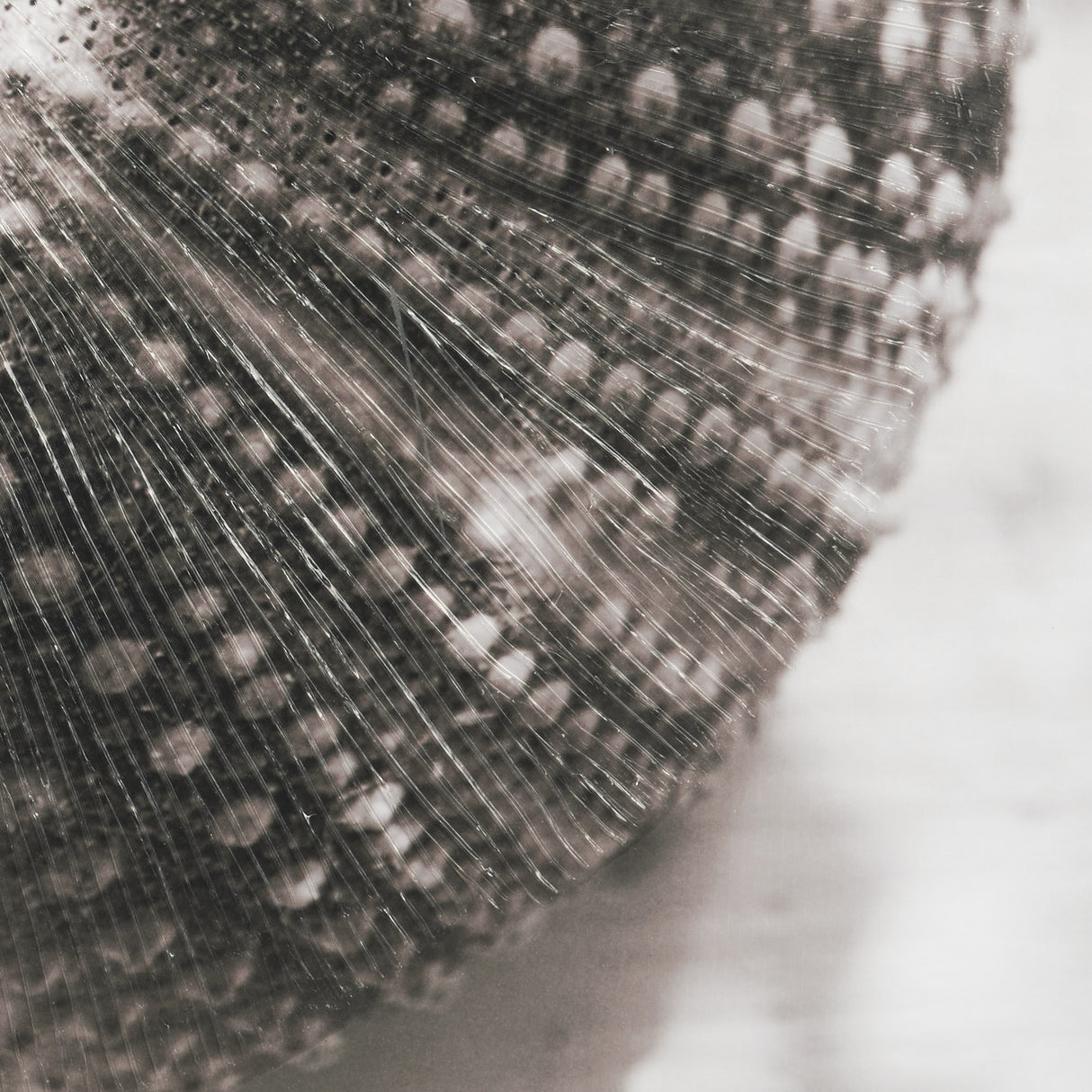 Urchins in Lace I by Deborah Revell a Hand Embellished Framed Print under Glass from Mercana - Luna Furniture
