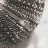 Urchins in Lace I by Deborah Revell a Hand Embellished Framed Print under Glass from Mercana - Luna Furniture