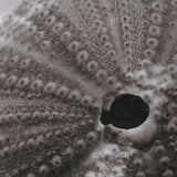Urchins in Lace I by Deborah Revell a Hand Embellished Framed Print under Glass from Mercana - Luna Furniture