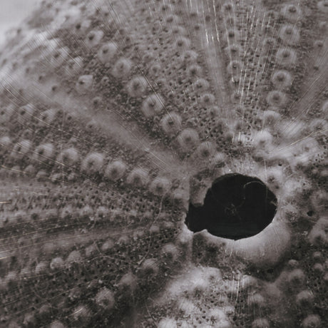 Urchins in Lace I by Deborah Revell a Hand Embellished Framed Print under Glass from Mercana - Luna Furniture