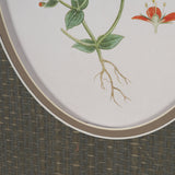 Anagallis Arvensis Flowers by Pierre Joseph Redoute a Hand Embellished Framed Print under Glass from Mercana - Luna Furniture
