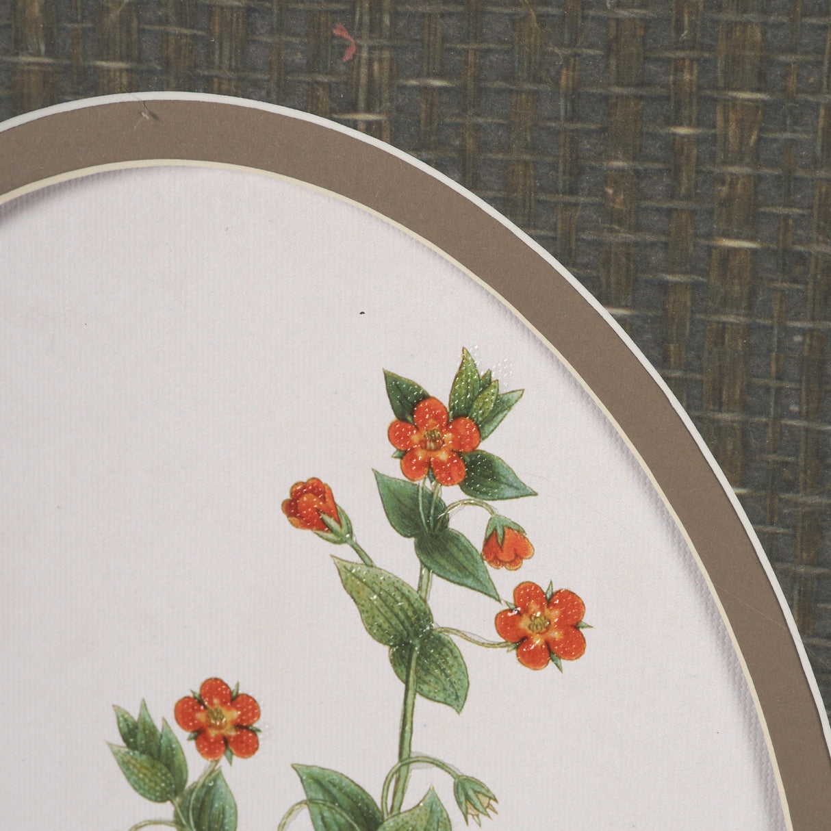 Anagallis Arvensis Flowers by Pierre Joseph Redoute a Hand Embellished Framed Print under Glass from Mercana - Luna Furniture