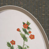 Anagallis Arvensis Flowers by Pierre Joseph Redoute a Hand Embellished Framed Print under Glass from Mercana - Luna Furniture