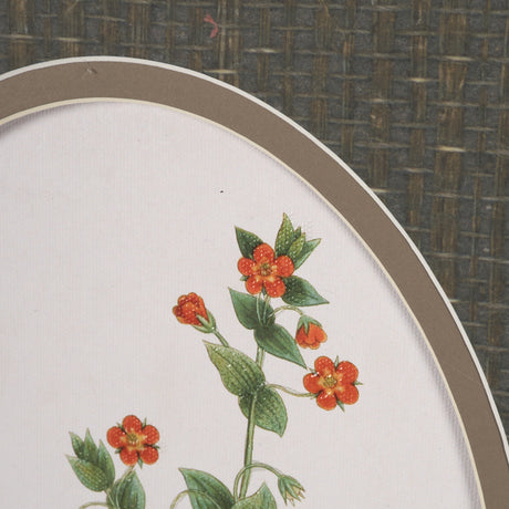 Anagallis Arvensis Flowers by Pierre Joseph Redoute a Hand Embellished Framed Print under Glass from Mercana - Luna Furniture