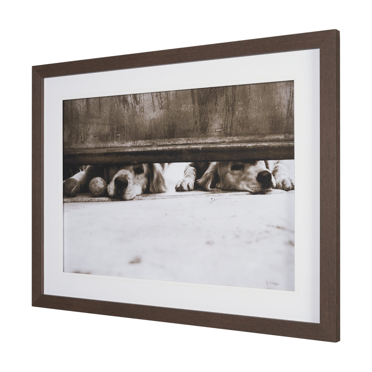 We See You Dogs by Jim Dratfield Framed Photo Print under Glass from Mercana - Luna Furniture