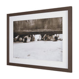 We See You Dogs by Jim Dratfield Framed Photo Print under Glass from Mercana - Luna Furniture