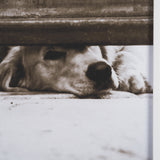 We See You Dogs by Jim Dratfield Framed Photo Print under Glass from Mercana - Luna Furniture