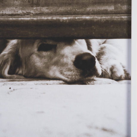 We See You Dogs by Jim Dratfield Framed Photo Print under Glass from Mercana - Luna Furniture