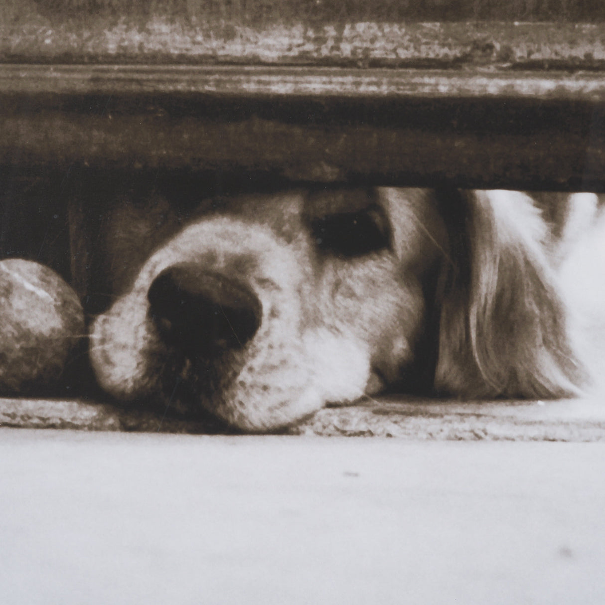 We See You Dogs by Jim Dratfield Framed Photo Print under Glass from Mercana - Luna Furniture