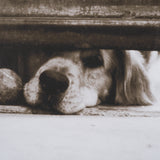 We See You Dogs by Jim Dratfield Framed Photo Print under Glass from Mercana - Luna Furniture