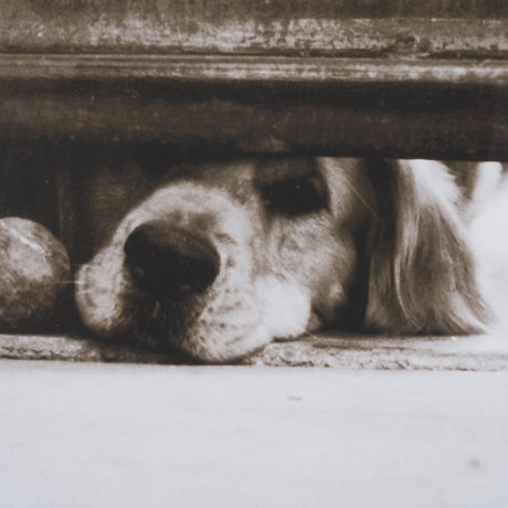 We See You Dogs by Jim Dratfield Framed Photo Print under Glass from Mercana - Luna Furniture