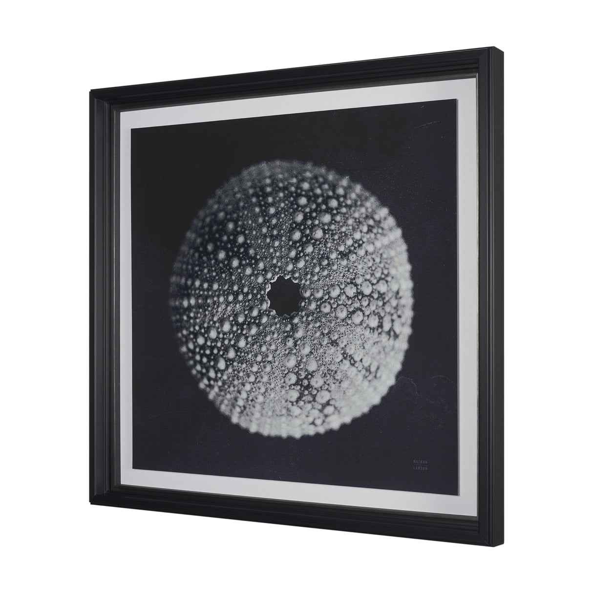 Urchin Still Life I by Nathan Larson a Hand Embellished Framed Photo Art Print Matted under Glass from Mercana - Luna Furniture