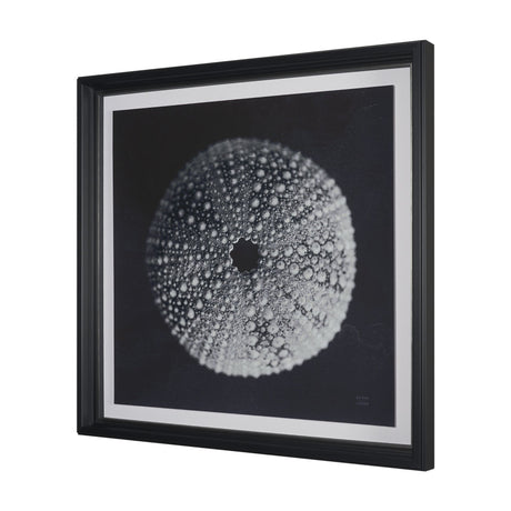 Urchin Still Life I by Nathan Larson a Hand Embellished Framed Photo Art Print Matted under Glass from Mercana - Luna Furniture