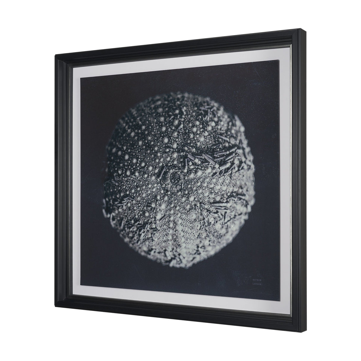 Urchin Still Life II by Nathan Larson a Hand Embellished Framed Photo Art Print Matted under Glass from Mercana - Luna Furniture