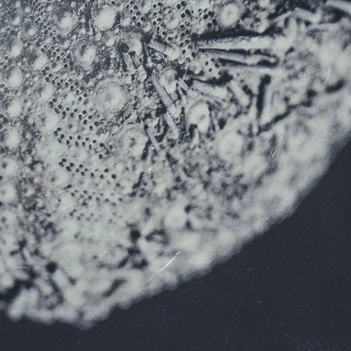 Urchin Still Life II by Nathan Larson a Hand Embellished Framed Photo Art Print Matted under Glass from Mercana - Luna Furniture
