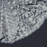 Urchin Still Life II by Nathan Larson a Hand Embellished Framed Photo Art Print Matted under Glass from Mercana - Luna Furniture