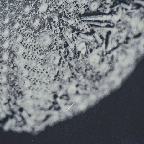 Urchin Still Life II by Nathan Larson a Hand Embellished Framed Photo Art Print Matted under Glass from Mercana - Luna Furniture