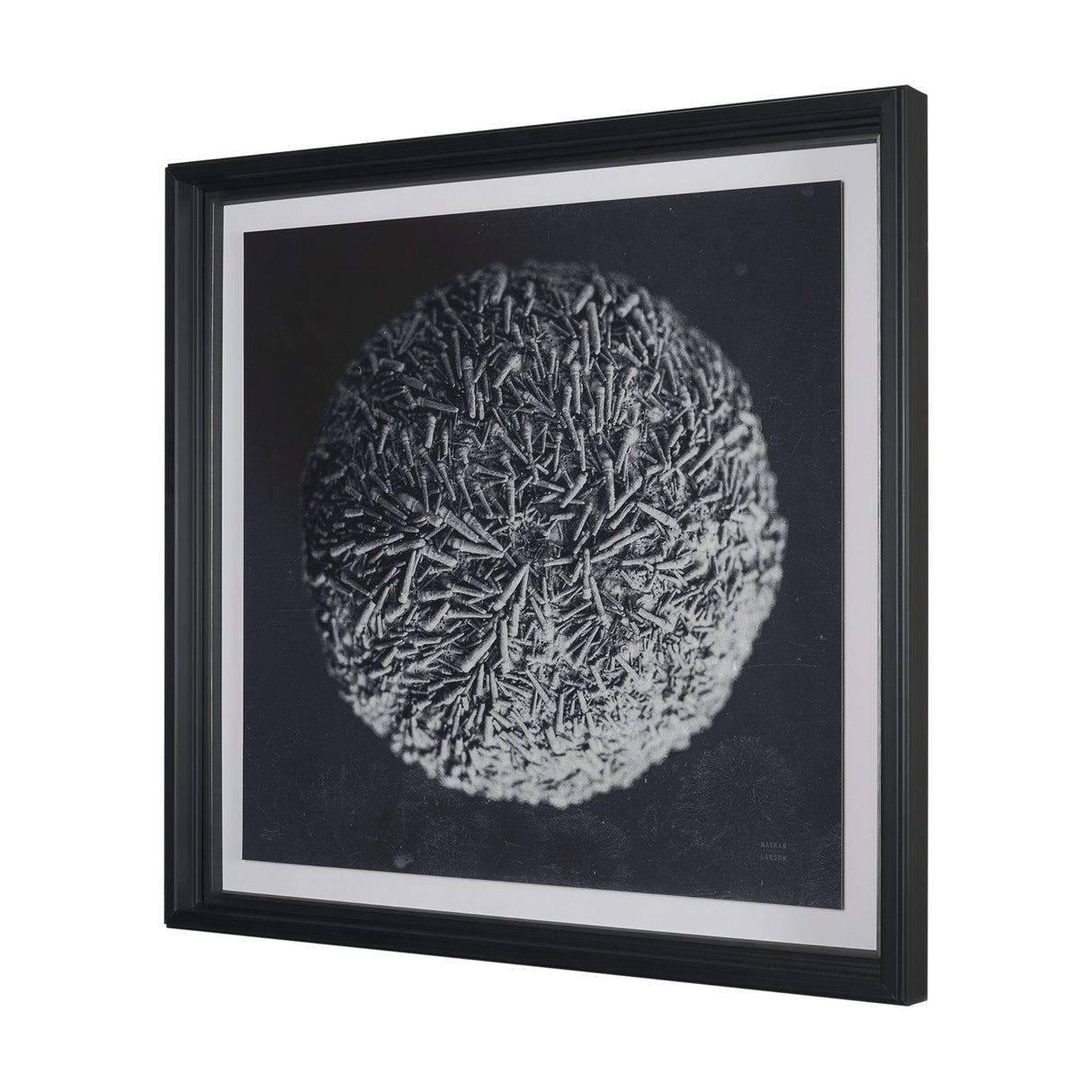 Urchin Still Life IV by Nathan Larson a Hand Embellished Framed Photo Art Print Matted under Glass from Mercana - Luna Furniture