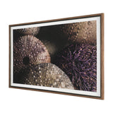 Purple Sea Urchins by Nathan Larson a Hand Embellished Framed Photo Art Print Matted under Glass from Mercana - Luna Furniture