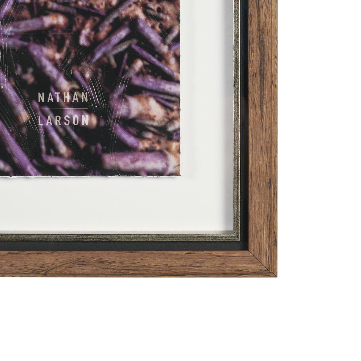 Purple Sea Urchins by Nathan Larson a Hand Embellished Framed Photo Art Print Matted under Glass from Mercana - Luna Furniture