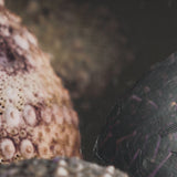 Purple Sea Urchins by Nathan Larson a Hand Embellished Framed Photo Art Print Matted under Glass from Mercana - Luna Furniture