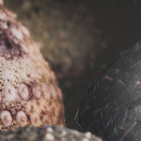 Purple Sea Urchins by Nathan Larson a Hand Embellished Framed Photo Art Print Matted under Glass from Mercana - Luna Furniture