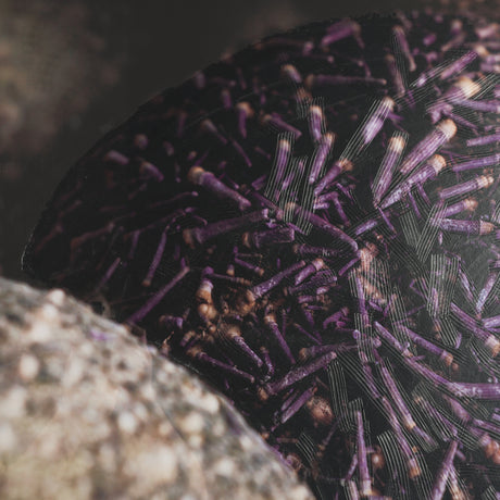 Purple Sea Urchins by Nathan Larson a Hand Embellished Framed Photo Art Print Matted under Glass from Mercana - Luna Furniture
