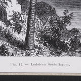 Vintage Palm Tree Drawing I by Les Palmiers Histoire Embellished Textured Framed Canvas from Mercana - Luna Furniture