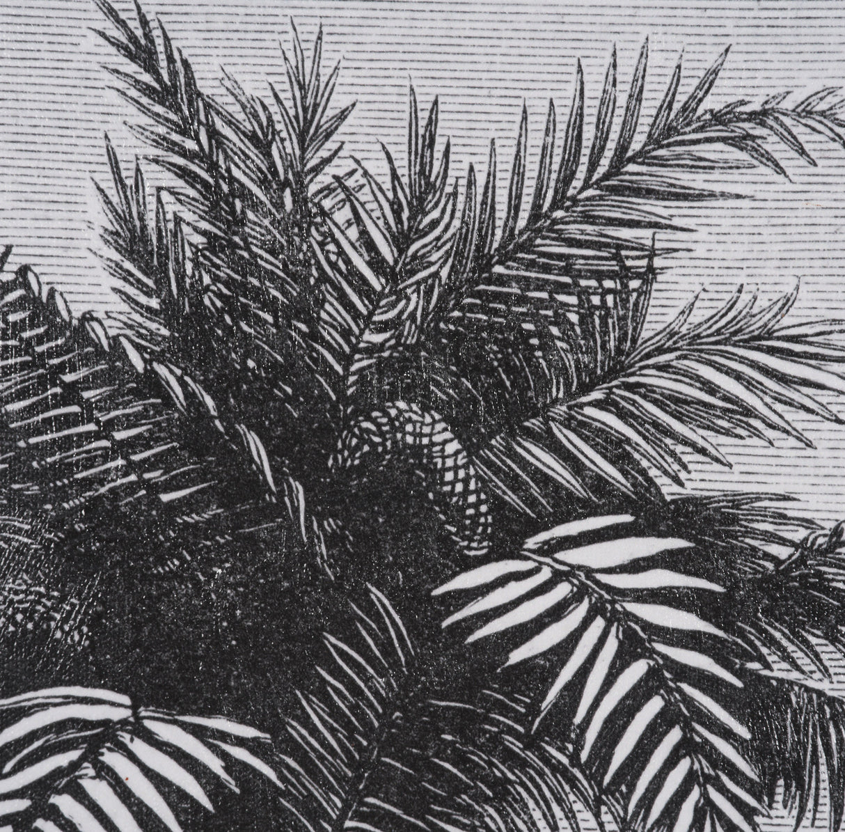 Vintage Palm Tree Drawing V by Les Palmiers Histoire a Hand Embellished Textured Framed Canvas from Mercana - Luna Furniture