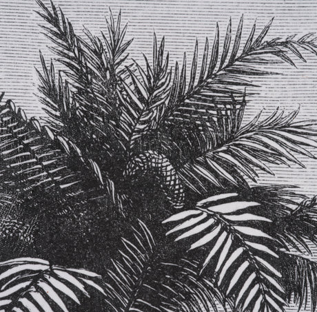 Vintage Palm Tree Drawing V by Les Palmiers Histoire a Hand Embellished Textured Framed Canvas from Mercana - Luna Furniture