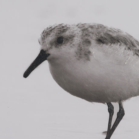 Tybee Island Sanderling by Nathan Larson a Hand Embellished Framed Photo Print under Glass from Mercana - Luna Furniture