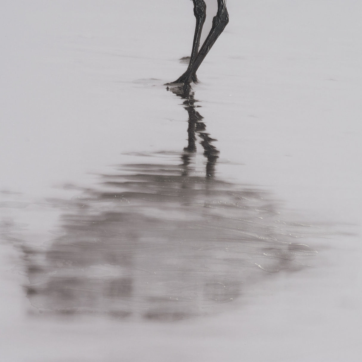 Tybee Island Sanderling by Nathan Larson a Hand Embellished Framed Photo Print under Glass from Mercana - Luna Furniture