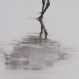 Tybee Island Sanderling by Nathan Larson a Hand Embellished Framed Photo Print under Glass from Mercana - Luna Furniture