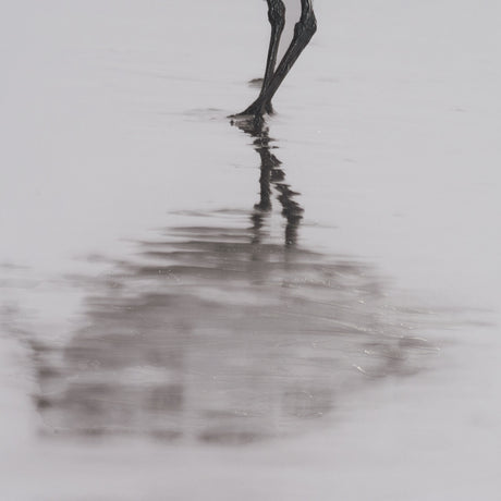 Tybee Island Sanderling by Nathan Larson a Hand Embellished Framed Photo Print under Glass from Mercana - Luna Furniture