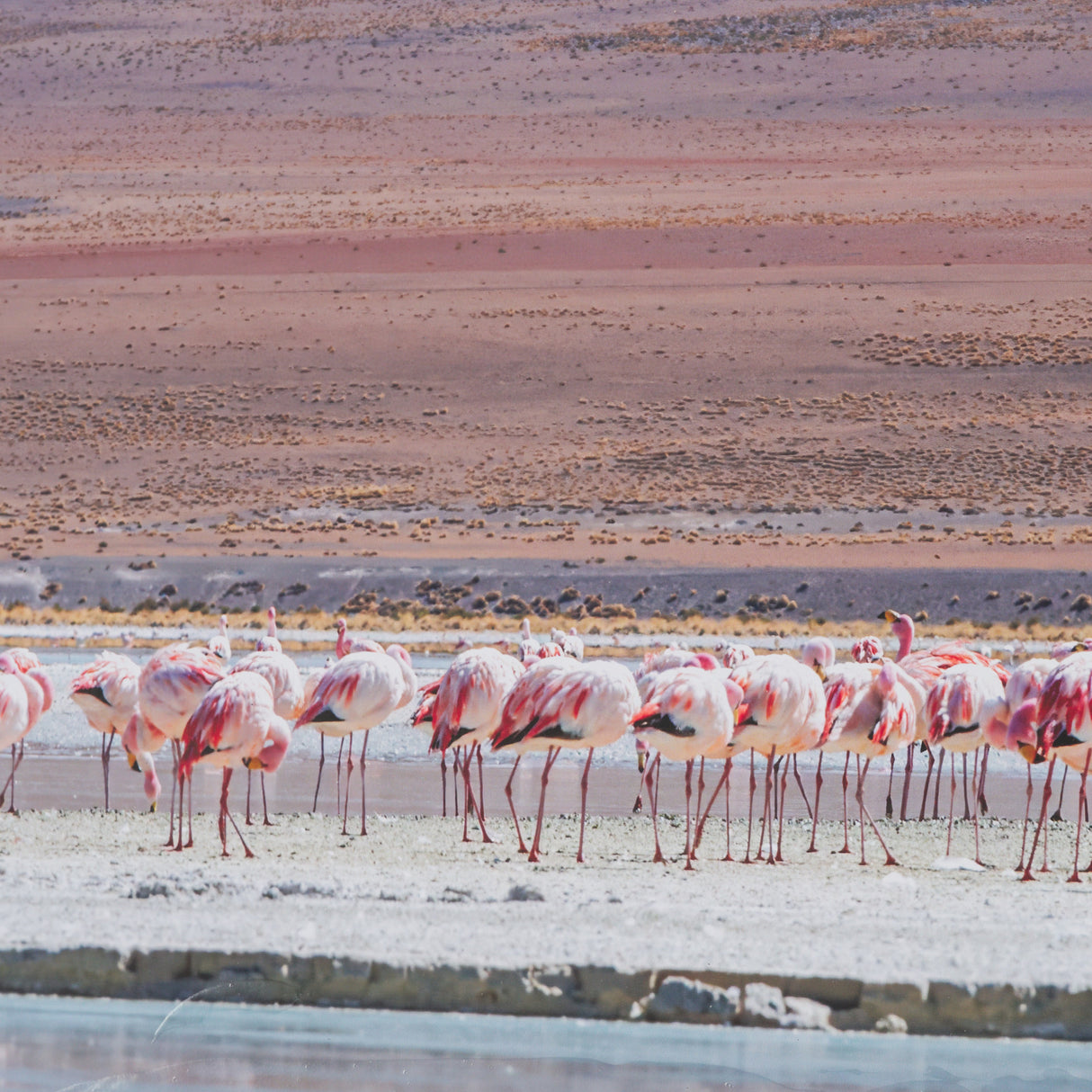 Pink Flamingoes by Richard Silver Hand Embelished Framed Artwork Matted under Glass from Mercana - Luna Furniture