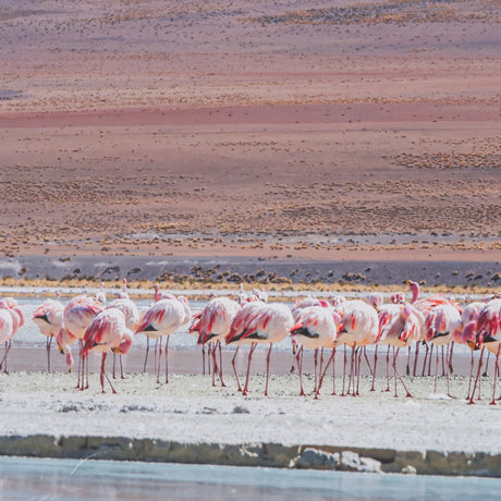 Pink Flamingoes by Richard Silver Hand Embelished Framed Artwork Matted under Glass from Mercana - Luna Furniture