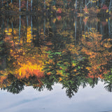 Fall Reflections by Dimitry Papkov Framed Art Print Matted under Glass from Mercana - Luna Furniture