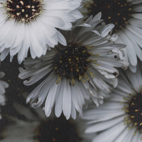 Tiny Flowers 3 by Mareike Bohmer Hand-Embellished Textured Framed Canvas Art Print from Mercana - Luna Furniture