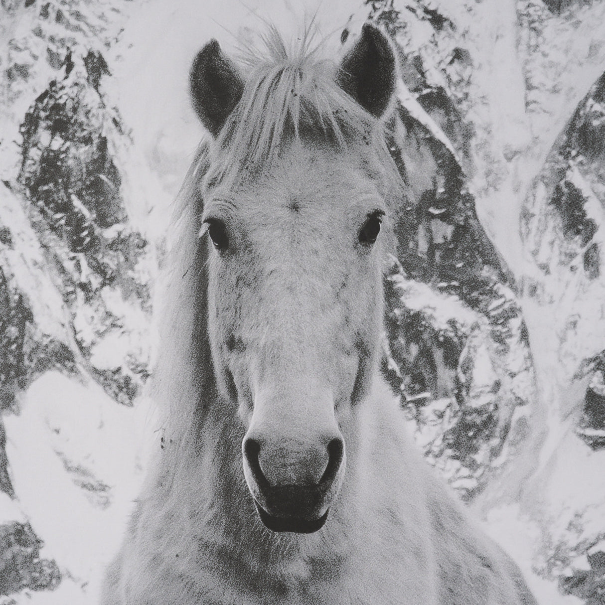 Majestic Mane - Snowscape by Matt Roseveare Framed Art Print Matted under Glass from Mercana - Luna Furniture
