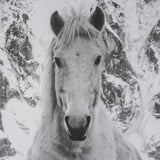Majestic Mane - Snowscape by Matt Roseveare Framed Art Print Matted under Glass from Mercana - Luna Furniture